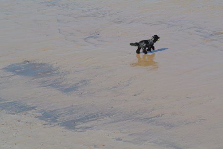 Dog on beach