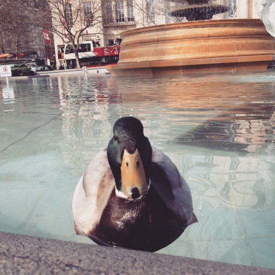 Ducks in Trafalgar Square.