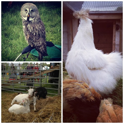Animal Coll
