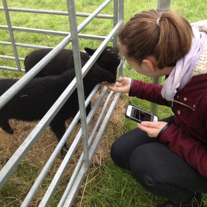 Lamb. Black Sheep. Cute.