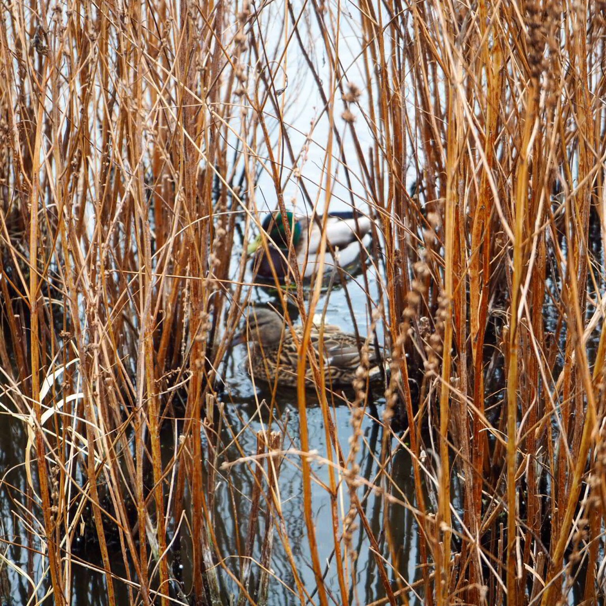 Ducks in the reeds