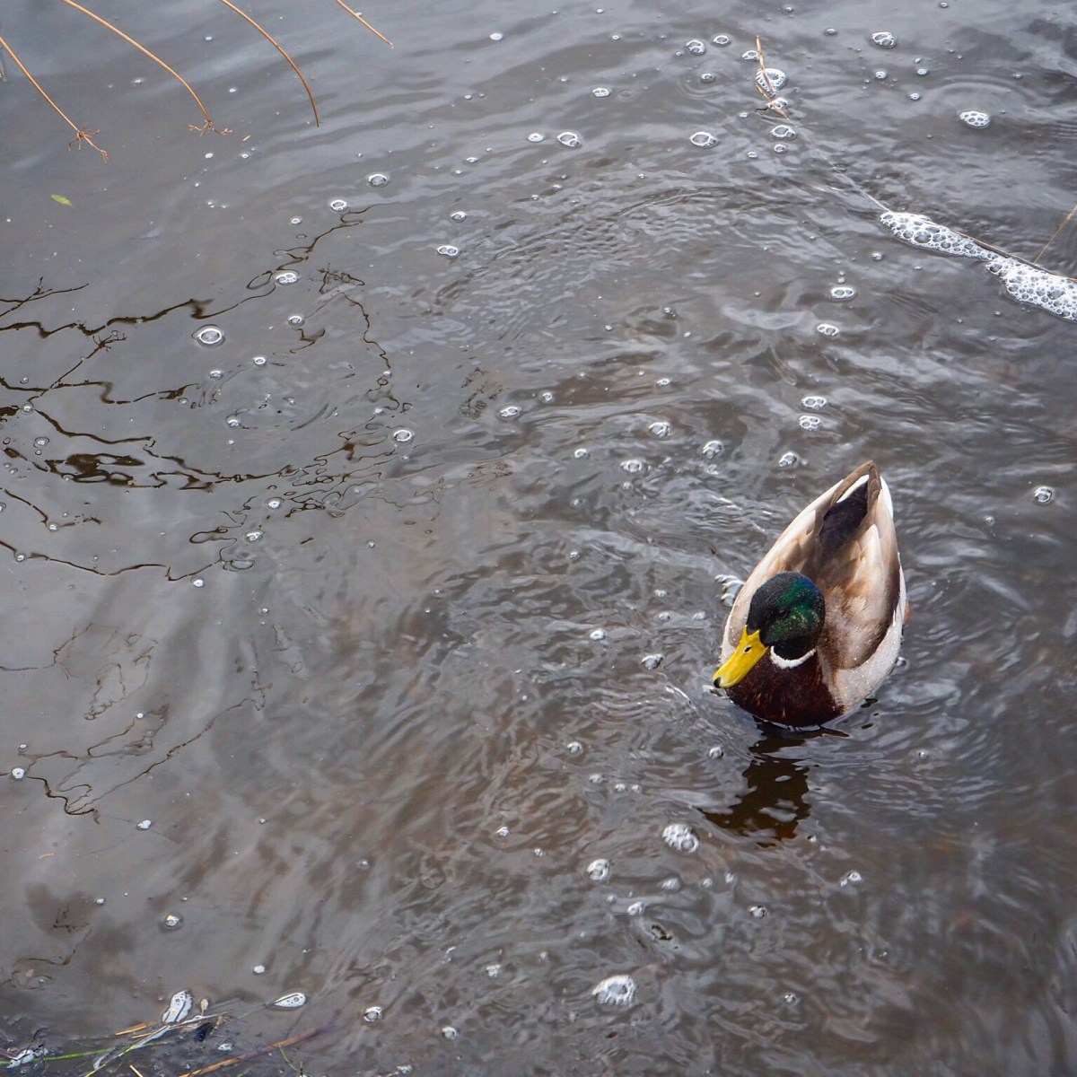 Mallard Duck in the water
